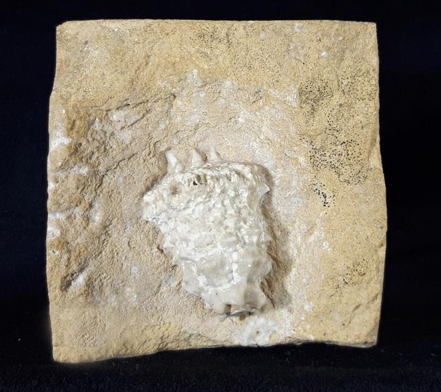 Teleiocrinus rudis (HALL 1859) - Bild &copy; FossNet FossilienStore
